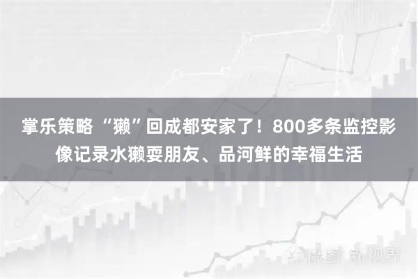 掌乐策略 “獭”回成都安家了！800多条监控影像记录水獭耍朋友、品河鲜的幸福生活
